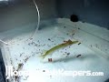 Norther Pike on Hikari Food Sticks - MonsterFishKeepers.com