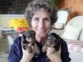 Tamaras puppies 5 weeks old now !! Tamaras puppies 5 weeks old now !!