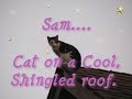 Sam, Cat on a Cool Shingled Roof.