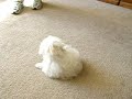 Maltese Puppy Chases Tail