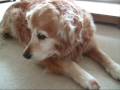 videos de Ferocious beast