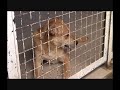 Honden in asiel Wase Dierenbescherming