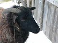 Stedman in Winter