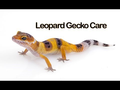 YouTube reptile video