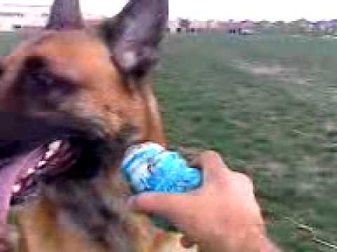 German Shepherd Basic Training