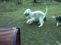Bedlingtonterrierfamilie von den SchattentÃ¤nzern :-)