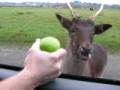 videos de Olympic Game Farm - Deer
