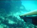 videos de Spearfishing & Freediving Lanzarote - Pesca Submarina