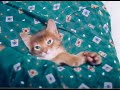 PORTSOMALI cat 