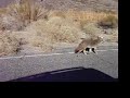 Death Valley with FJ Cruiser