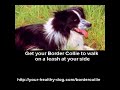 Border Collie Training Border Collie Training