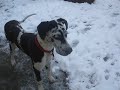 My Great Dane Sesha Playing in the Snow