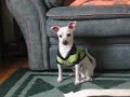 awesinine-chihuahua-shenanigans.html