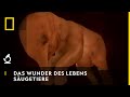 NATIONAL GEOGRAPHIC SENDER Das Wunder des Lebens
