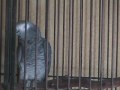 Sharky the African Grey Parrot swearing cussing