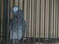 Sharky the African Grey Parrot swearing cussing