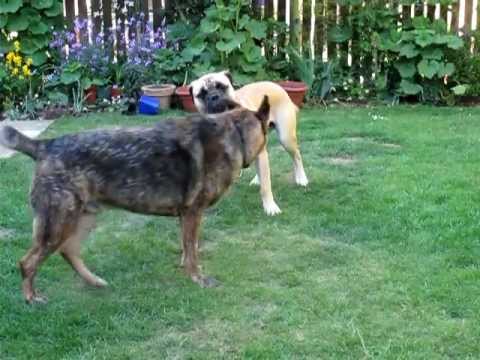 bullmastiff