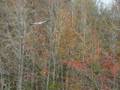 videos de Great Blue Heron