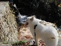Eskies Hike Hickory Run State Park