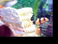 my tropical fish tank