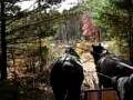 videos de Horse pair driving across wooden bridge