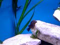 Ancistrus Ancistrus