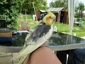 cockatiel cleaning cockatiel cleaning