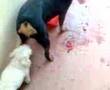 caniche caliente