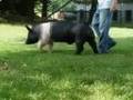 Cross Boar for Sale! - Notch 6-4