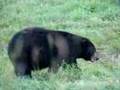 Ours Brun du Quebec  ( NATURELS, PAS DANS UN ZOO )