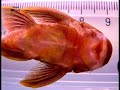L-200 Hemiancistrus subviridis Aquarium fish videos Mikoji