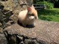 videos de Copper - 6 Week Old Lionhead Bunny