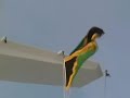 Leaving Jamaica on cruise ship