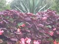 Le jardin botanique 2