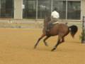 videos de Leon Dax (1)