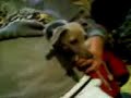 China My Italian Greyhound tal Icon