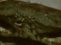 rock crabs