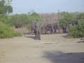 African Elephants