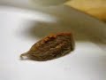 puss-caterpillar.html