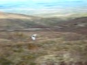 canadian  ptarmigan chasing