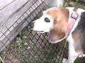 Sniffer
