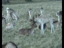 Puppy Love - fallow deer style - close up!