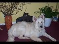 Cat massaging German Shepherd