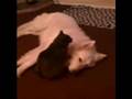 Cat massaging German Shepherd