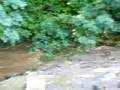 videos de Rosedale Abbey River