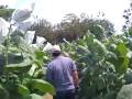 videos de Farm and Leaf.mov