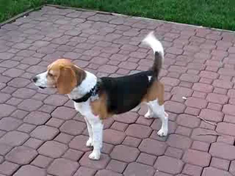beagle