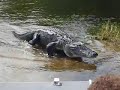 Aligator in the Everglades