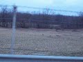 Whitetail Deer in Pataskala Ohio #2