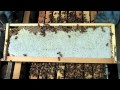 Inspecting a Hive of Bees